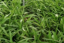 空心菜腐败病的发生条件，播种前可用杀菌剂浸种