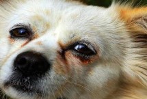 狗狗流眼泪的治疗方式，可能是有炎症或上火所致