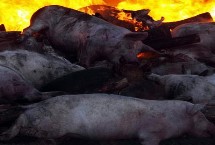 非洲猪瘟的特征，能存活几十天左右