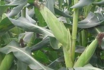 真金603玉米栽培技术要点，该品种为高淀粉玉米品种