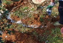 使用水溶肥的注意事项，稀释后可随水冲施