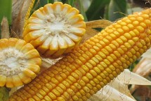 种星619玉米栽培技术要点，苗期防治地老虎等地下害虫