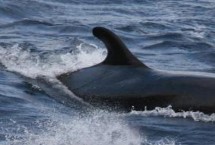 什么是鲸落，是一种小型鲸类、外观近似虎鲸