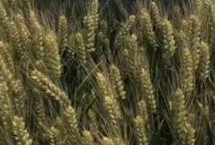 金麦99小麦栽培技术要点，每亩适宜基本苗22～25万