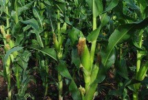 亨达918玉米栽培技术要点，出苗至成熟123天