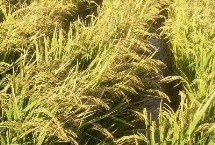 那谷香水稻栽培技术要点，最好选择中等肥力以上田块种植