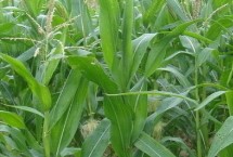 智星玉1号玉米栽培技术要点，春播平均生育期128.7天