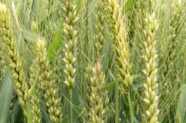 宁冬14号小麦栽培技术要点，田间高抗条锈病