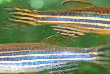 斑马鱼属于卵生还是胎生动物，繁殖方式为产卵