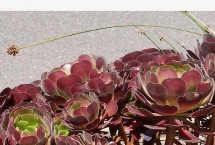 黑法师开花如何处理，种植户都会“谈花色变”