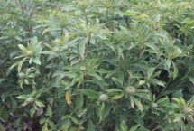 白术的育苗方式有哪些，整个生育期要中耕除草3-4次