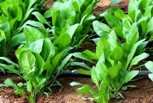 哪些蔬菜适合在9月份种植，包括菠菜、豌豆、甘蓝等品种