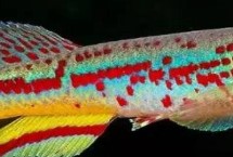 红粉佳人鱼介绍，饲养简单提供稳定的水质即可满足所需