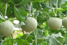 甜瓜增甜配方，这几个品种的瓜肉厚度达到4厘米