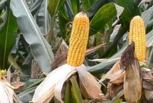 沛育17玉米栽培技术要点，适宜播种期4月下旬至5月上旬