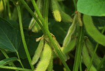 湘春2704大豆栽培技术要点，根据不同肥力水平调节种植密度