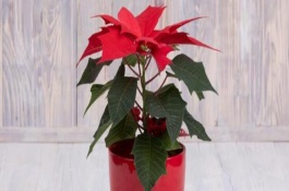 一品红的寿命有多久，不建议在室内养殖