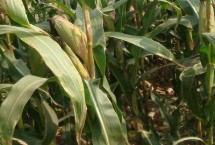 昕禾323玉米栽培技术要点，种植密度每亩3500株