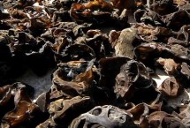 种木耳的技术与管理，PH值应该维持在5.5-6.5之间