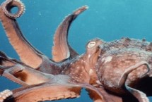 章鱼有几只触手，一共有八条所以被叫做八爪鱼