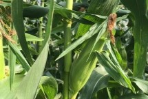 远科105D玉米栽培技术要点，田间高抗茎腐病