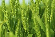 中原丰1号小麦栽培技术要点，半冬性品种