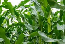 亿阳339玉米栽培技术要点，注意防治病虫害