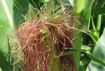 京科679玉米栽培技术要点，种植密度不宜过大