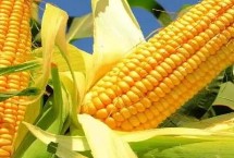 奥星玉1号玉米栽培技术要点，春播平均生育期116.2天