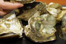 贝类会吃水草吗，均可食用且可作为工艺品