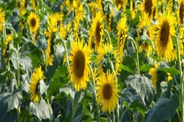 油葵什么时候种植最合适，栽种之前将种子进行浸泡处理