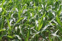 丰乐519玉米栽培技术要点，中抗茎腐病