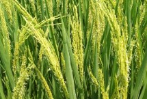 增香优南香占水稻栽培技术要点，注意防治稻瘟病