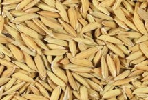 怎么辨别种子优劣，质量指标应包括品种纯度