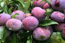 脆红李红点病用什么药，要选择不易积水、土层深厚的地方作为种植地