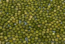 种植豌豆的株行距，可用温水将种子浸泡至膨胀