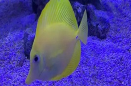 黄金鲷好不好养，饲养难度低适合新手