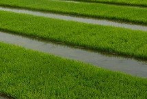 哈粳稻11号水稻栽培技术要点，香稻品种