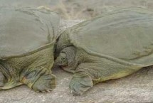 野生甲鱼的生活规律，可以观察其爪子、底板和背部等