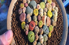 养殖生石花怎么管理水肥，需观察盆土的干湿度来判断是否要浇水