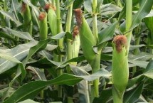 绿洲717玉米栽培技术要点，夏播生育期104天