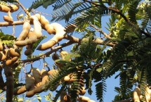 酸角怎么施肥，酸角有种子