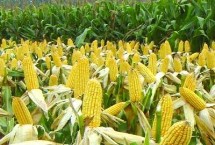 极峰705玉米栽培技术要点，生育期107天左右