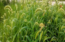 狗尾草的种植方法，价格大约在40-60元左右一斤
