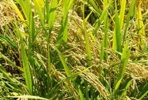 瑞优相丝禾水稻栽培技术要点，全生育期140.4天