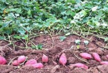 红薯收获时间，正常栽培的甘薯亩产可达6000斤