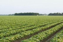 中黄909大豆栽培技术要点，中抗大豆灰斑病