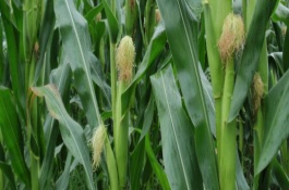 宏硕1799玉米栽培技术要点，应选择肥力中等以上的地块种植