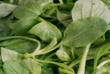 油菜缺硼的原因，严重时会出现死苗