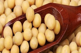 中联豆2041大豆栽培技术要点，低肥力地块密度2.2万株/亩